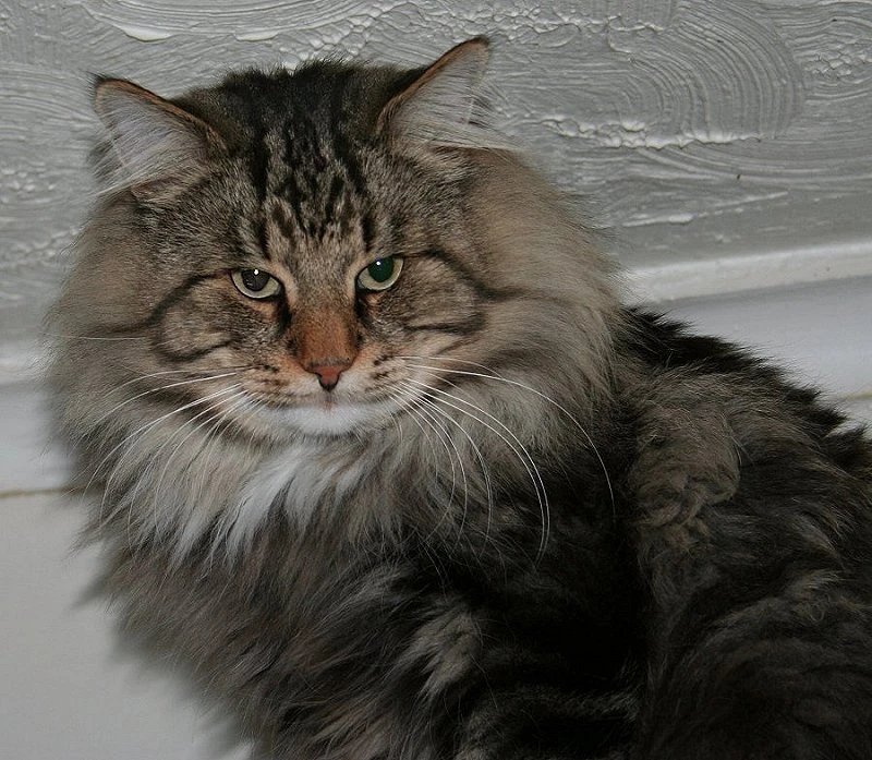 Norwegian Forest Cat kittens For Sale , Norgeskaukatt Norwegian Forest Cats  UK